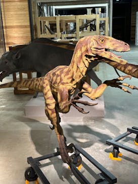 福井県立恐竜博物館に投稿された画像（2024/6/10）