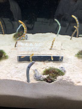 京都水族館に投稿された画像（2024/6/10）