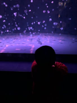 京都水族館に投稿された画像（2024/6/10）