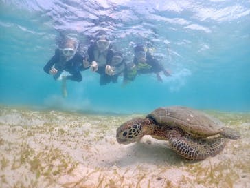 タビワク　宮古島に投稿された画像（2024/6/10）