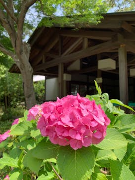 三溪園に投稿された画像（2024/6/10）