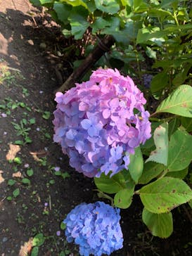 三溪園に投稿された画像（2024/6/10）