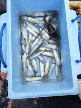 福岡市海づり公園に投稿された画像（2024/6/10）