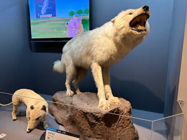 特別展「大哺乳類展３－わけてつなげて大行進」に投稿された画像（2024/6/10）