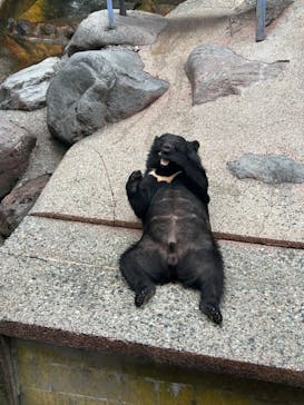 奥飛騨クマ牧場に投稿された画像（2024/6/10）