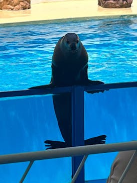 伊豆・三津シーパラダイスに投稿された画像（2024/6/10）