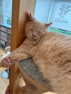 猫カフェモカ　イオンレイクタウン店に投稿された画像（2024/6/10）