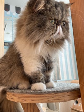 猫カフェモカ　イオンレイクタウン店に投稿された画像（2024/6/10）