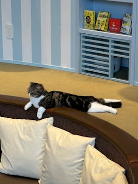 猫カフェモカ　イオンレイクタウン店に投稿された画像（2024/6/10）