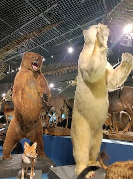 特別展「大哺乳類展３－わけてつなげて大行進」に投稿された画像（2024/6/10）