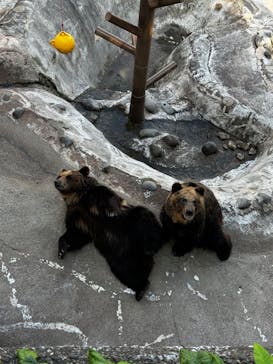 のぼりべつクマ牧場に投稿された画像（2024/6/10）