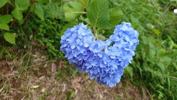 いばらきフラワーパークに投稿された画像（2024/6/10）