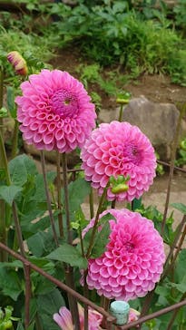 いばらきフラワーパークに投稿された画像（2024/6/10）