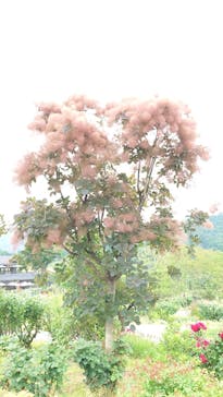 いばらきフラワーパークに投稿された画像（2024/6/10）