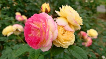 いばらきフラワーパークに投稿された画像（2024/6/10）