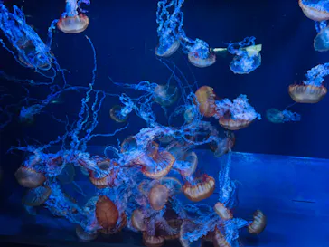 すみだ水族館に投稿された画像（2024/6/10）