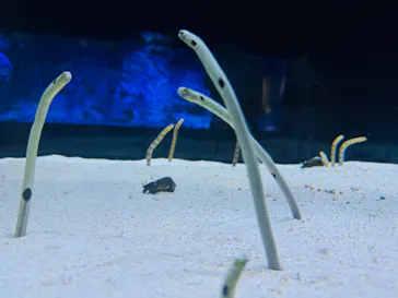 すみだ水族館に投稿された画像（2024/6/10）