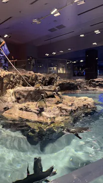 すみだ水族館に投稿された画像（2024/6/10）