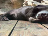 仙台うみの杜水族館に投稿された画像（2024/6/10）