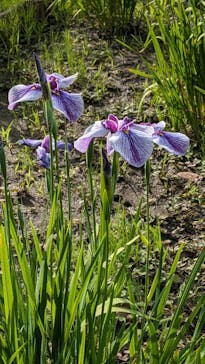 三溪園に投稿された画像（2024/6/10）