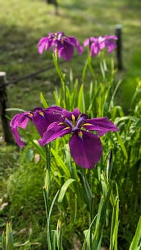 三溪園に投稿された画像（2024/6/10）