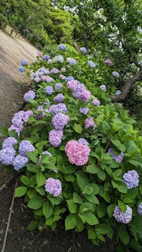 三溪園に投稿された画像（2024/6/10）