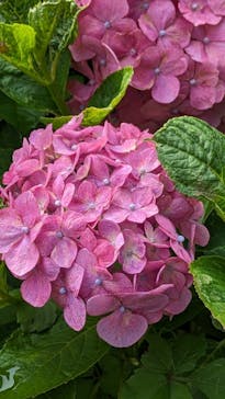 三溪園に投稿された画像（2024/6/10）