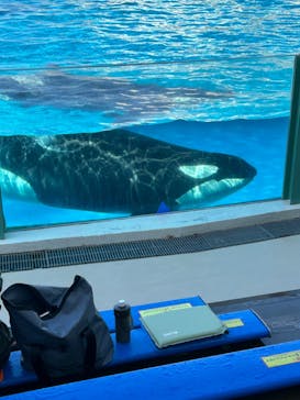 鴨川シーワールドに投稿された画像（2024/6/8）