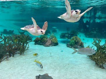 鴨川シーワールドに投稿された画像（2024/6/8）