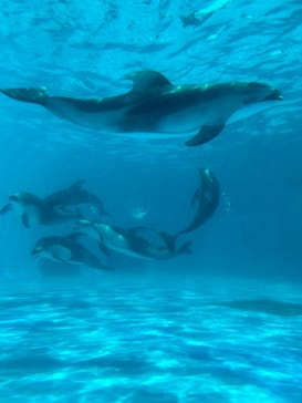 鴨川シーワールドに投稿された画像（2024/6/8）