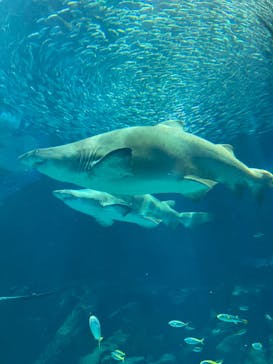 マリンワールド海の中道に投稿された画像（2024/6/10）