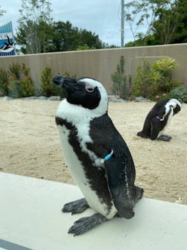 マリンワールド海の中道に投稿された画像（2024/6/10）