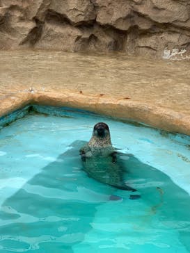 マリンワールド海の中道に投稿された画像（2024/6/10）