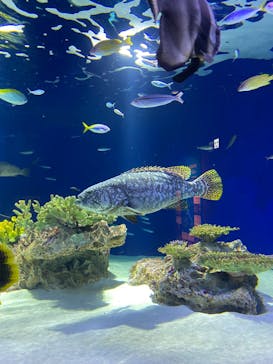 マリンワールド海の中道に投稿された画像（2024/6/10）