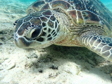 宮古島 ADVENTURE PiPi（ミヤコジマ アドベンチャー ピピ）に投稿された画像（2024/6/10）