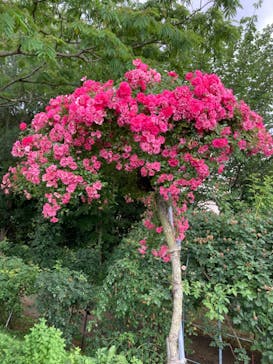 京成バラ園に投稿された画像（2024/6/10）