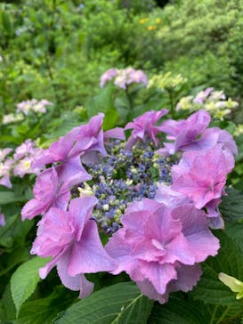 京成バラ園に投稿された画像（2024/6/10）