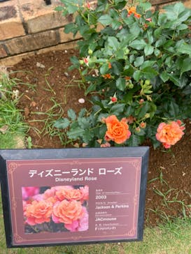 京成バラ園に投稿された画像（2024/6/10）