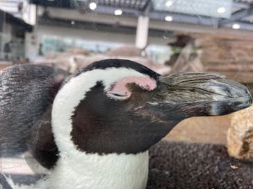 京都水族館に投稿された画像（2024/6/10）