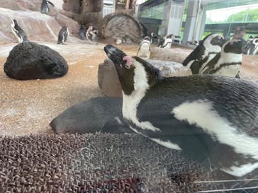 京都水族館に投稿された画像（2024/6/10）