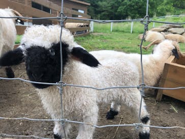 那須どうぶつ王国に投稿された画像（2024/6/10）