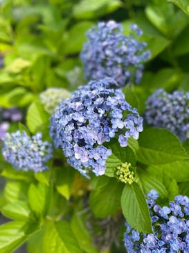 名古屋城に投稿された画像（2024/6/10）