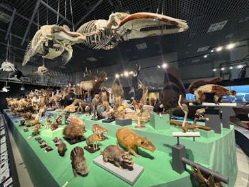 特別展「大哺乳類展３－わけてつなげて大行進」に投稿された画像（2024/6/10）
