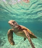 nico 宮古島に投稿された画像（2024/6/10）