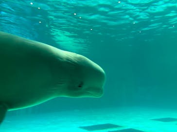 鴨川シーワールドに投稿された画像（2024/6/10）