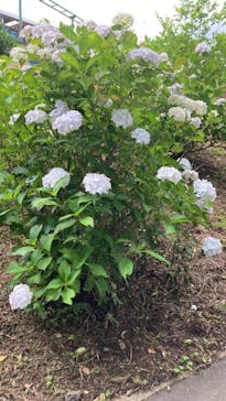 いばらきフラワーパークに投稿された画像（2024/6/10）