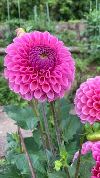 いばらきフラワーパークに投稿された画像（2024/6/10）