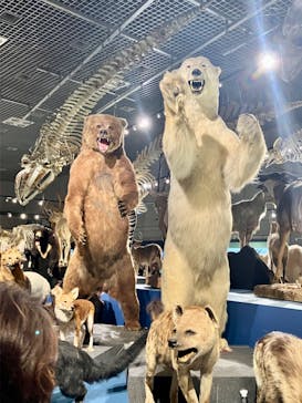 特別展「大哺乳類展３－わけてつなげて大行進」に投稿された画像（2024/6/10）