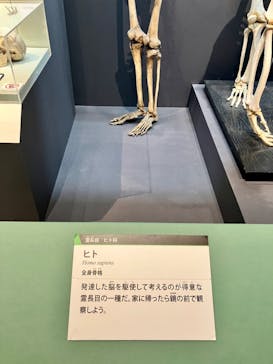 特別展「大哺乳類展３－わけてつなげて大行進」に投稿された画像（2024/6/10）
