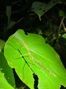 石垣島 ADVENTURE PiPi（イシガキジマアドベンチャーピピ）に投稿された画像（2024/6/10）